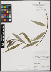 Foto von Salix acmophylla Boiss.